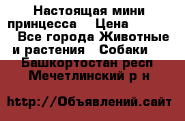 Настоящая мини принцесса  › Цена ­ 25 000 - Все города Животные и растения » Собаки   . Башкортостан респ.,Мечетлинский р-н